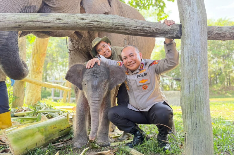 Kapolda Riau Namai Anak Gajah Sumatra ‘Nona Seroja’