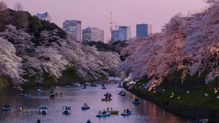 Ilustrasi paket tour jepang untuk artikel Callista Tour Tawarkan Paket Tour Jepang Golden Route