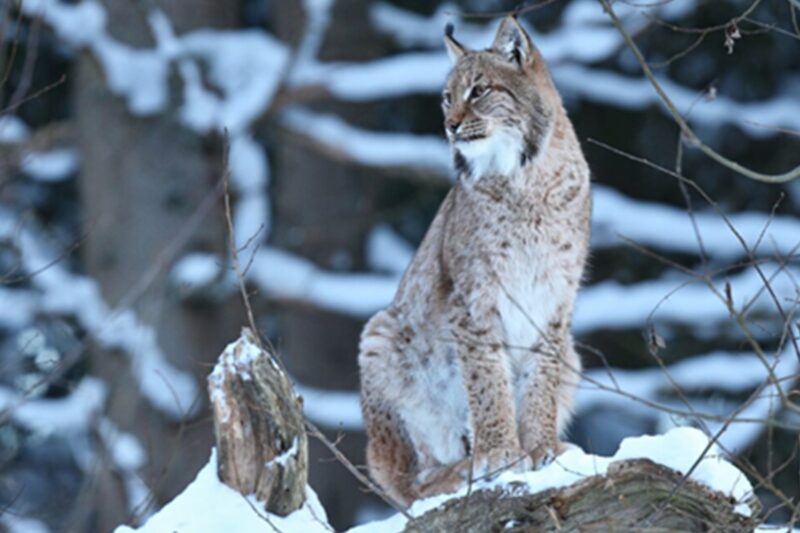 Perubahan Iklim Menggerus Habitat Kucing Gunung Caucasian Lynx