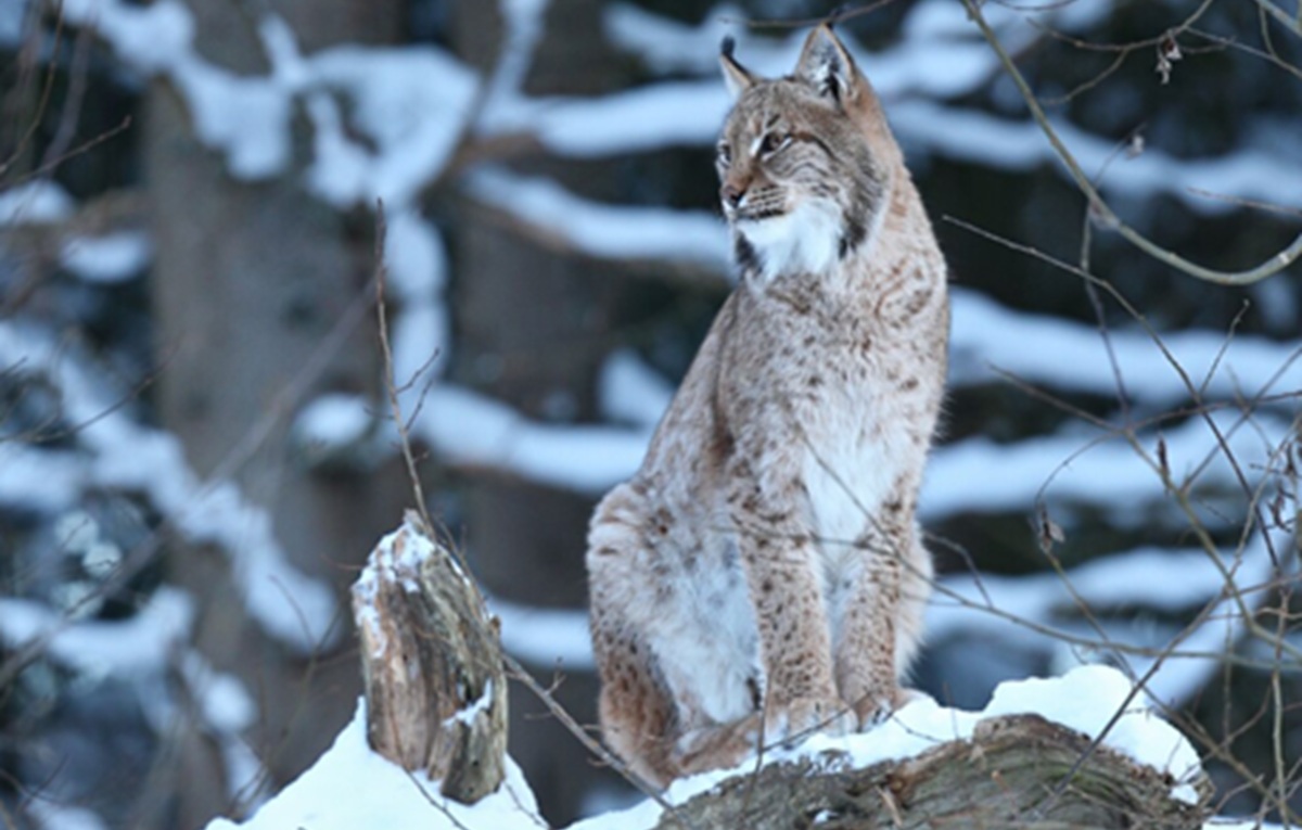 Habitat Kucing Gunung Caucasian Lynx Menyusut Ilustrasi caucasian lynx untuk artikel Perubahan Iklim Menggerus Habitat Kucing Gunung Caucasian Lynx