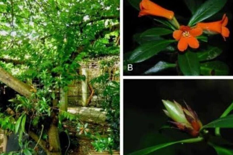 Ilustrasi rhododendron yombuwurii untuk artikel BRIN Temukan Rhododendron yombuwurii dari Sulawesi Tengah