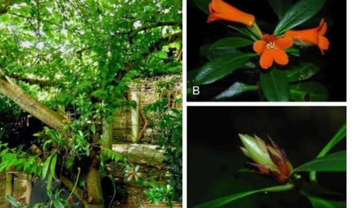 Ilustrasi rhododendron yombuwurii untuk artikel BRIN Temukan Rhododendron yombuwurii dari Sulawesi Tengah