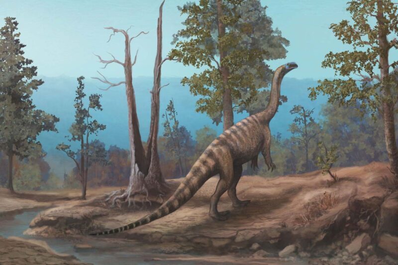 Ilustrasi fosil dinosaurus zimbabwe untuk artikel Fosil dinosaurus zimbabwe: Fosil dinosaurus 210 juta tahun…