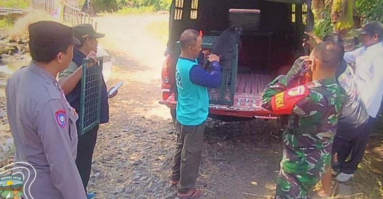 Ilustrasi lutung jawa bondowoso untuk artikel Kemenhut Evakuasi Lutung Jawa Bondowoso, Ajak Warga Dukung