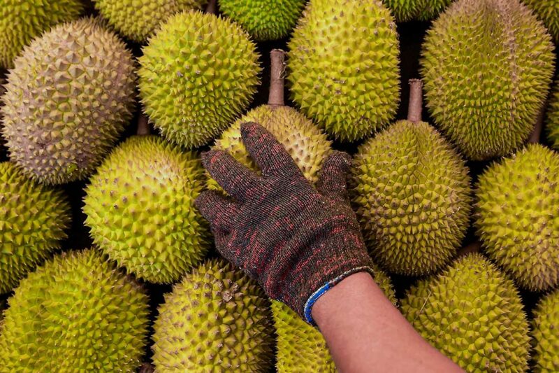 Ilustrasi 700kg durian untuk artikel PGA Tahan Lelaki, Rampas 700kg Durian Tanpa Dokumen