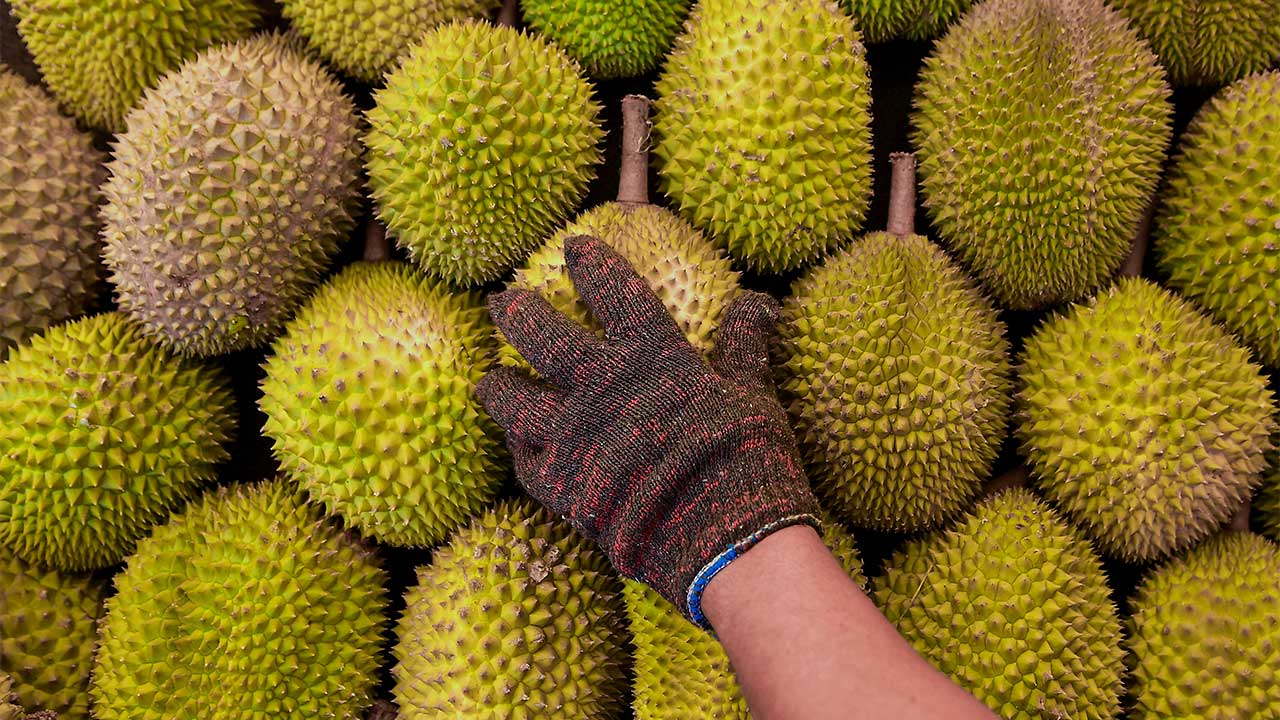PGA Rampas 700kg Durian Tanpa Dokumen Ilustrasi 700kg durian untuk artikel PGA Tahan Lelaki, Rampas 700kg Durian Tanpa Dokumen