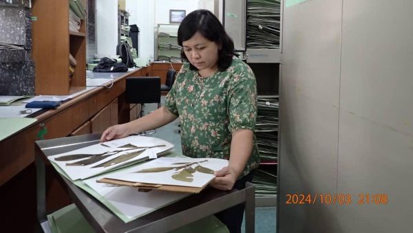 Ilustrasi spesies baharu tawau untuk artikel Spesies baharu tawau: Tumbuhan misteri di Tawau sah spesies…