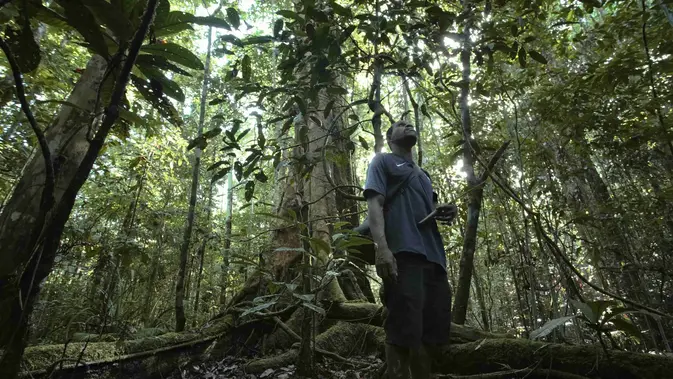 Ilustrasi konservasi hutan untuk artikel 9 Langkah Konservasi Hutan Memperingati Hari Hutan Indonesia