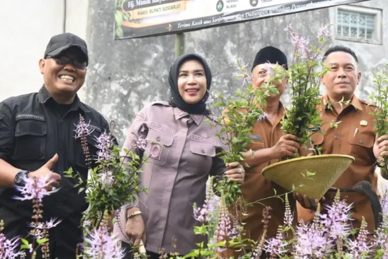 Ilustrasi umkm herbal untuk artikel Sidoarjo Dorong Pengembangan UMKM Herbal Daun Kumis Kucing